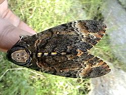 Dathshead hawkmoth up.jpg