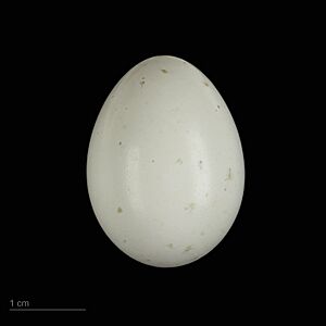 Dendrocopos medius MHNT.ZOO.2010.11.164.13