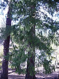 Douglas Fir in Lassen VNP-750px.JPG