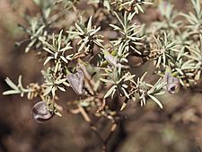 Eremophila pterocarpa acicularis (fruit)