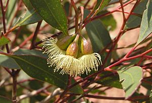 Eucalyptus celastroides flowers