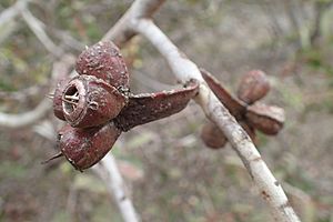 Eucalyptus platypus fruit