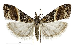 Eudonia chlamydota female3.jpg