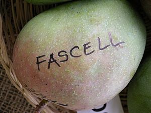 Fascell FS Asit