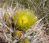 Ferocactus cylindraceus 2