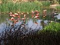 Flamingo zoo granby 2006-07