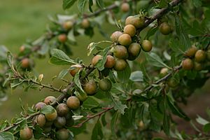 Fruit of white bullace