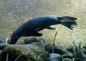 Fur.seal.bristol.750pix