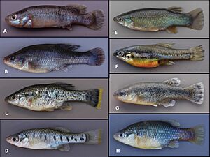 Goodeid fishes (10.3897-zookeys.885.38152) Figure 1.jpg