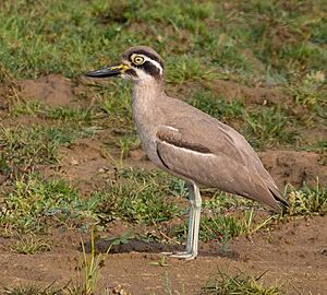 Great Thick-knee (23349495660), crop.jpg