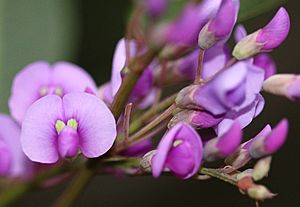 Hardenbergia violacea HC1