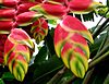 Heliconia rostrata 4