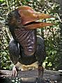 Helmeted Hornbill