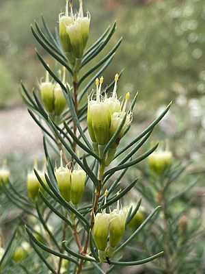 Homoranthus montanus flowers.jpg