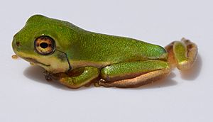 Hyla cinerea metamorph 2