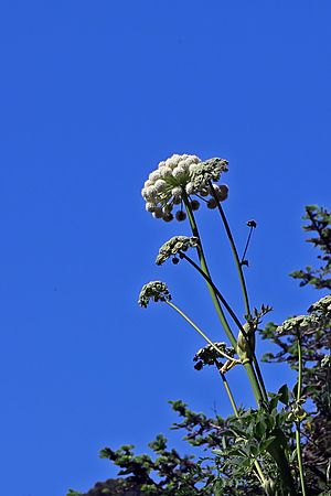 J20160527-0027—Angelica hendersonii—RPBG (27389479966).jpg