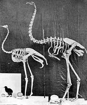 Kiwi, ostrich, Dinornis