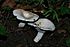 Lactarius piperatus 98569.jpg