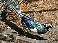 Lady Amherst Pheasant SMTC