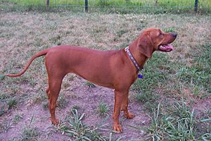 Lena the Redbone Coonhound.jpg