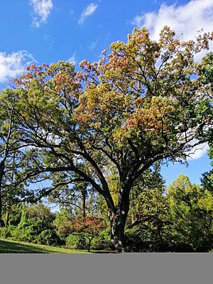 Lindenoak