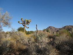 Living desert.JPG