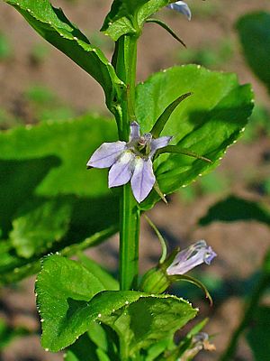 Lobelia inflata 003