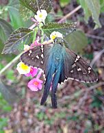 LongTailedSkipper