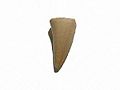 Mosasaur tooth