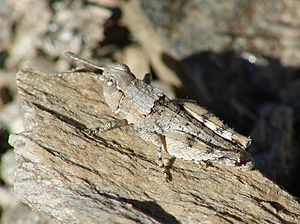 NZAcrididae2.JPG