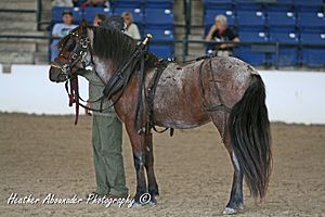 Newfoundland Pony