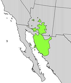 Opuntia fulgida range map.jpg