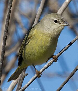 Orange-crowned warbler1