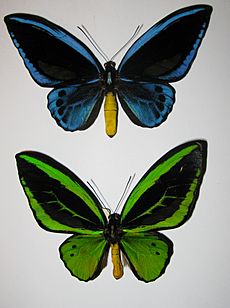 Ornithoptera priamus0142