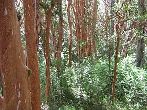 Parque Nacional Los Arrayanes.jpg