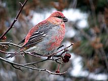 Pine grosbeak17g.jpg