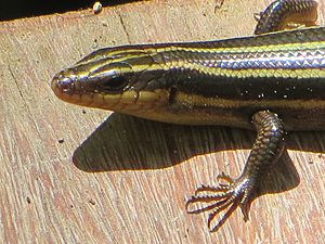 Plestiodon fasciatus head