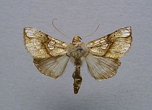 Polychrysia esmeralda.jpg