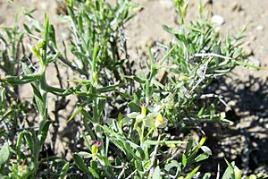 Polygala acanthoclada.jpg