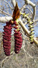 Populus trichocarpa 3