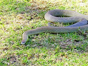 Pseudechis australis 2