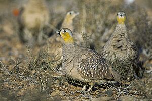 Pterocles coronatus.jpg