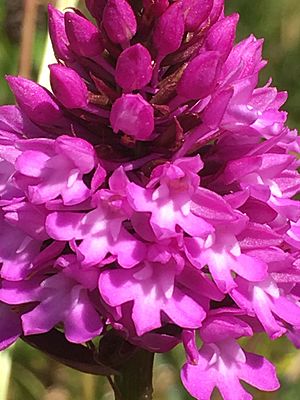 Pyramidal orchid, Lincolnshire, 2018