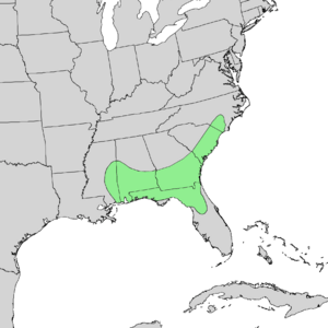 Quercus austrina distribution map.png