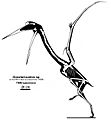 Quetzalcoatlus sp