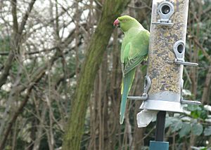 Ringnecked Parakeet - Feral 3