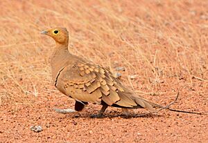 Sandgrouse - Male.jpg