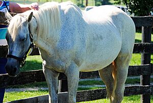 Silver Charm at Old Friends