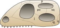 Skull diapsida 1