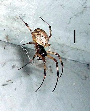 Spider.cooktown.australia.1.jpg